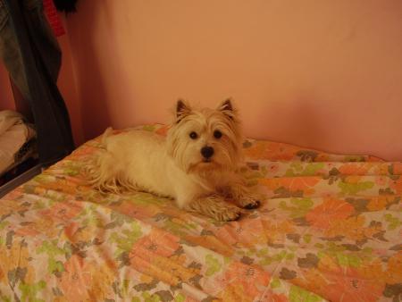 mon chien chien